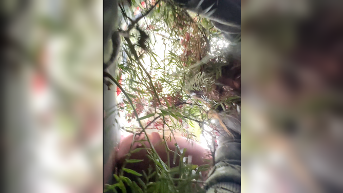 Tree branches and limbs fill a hot air balloon basket that drifted into a tree on Nov. 3 in Mexico. 